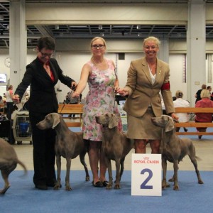 2nd place in breeder-class at the World Winner Show in Helsinki 2014. J Scuba´s Number One Hundred, Scuba´s Millionaire Cocktail, J SeUCH SeJCH Scuba´s Kiss The Boys Goodbye.