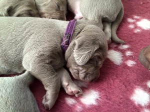 Undra, 2 weeks old. Photo: Elisabeth Beskow