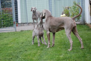 UNDRA, 9 weeks old Copyright: Anci Niklasson